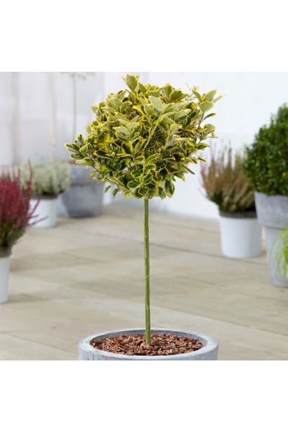 Бруслина японська Ауреомаргіната Топіар куляста крона